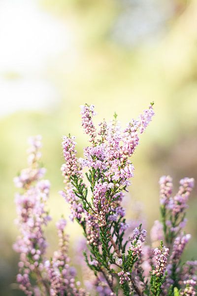 heather in the sun by Micha van de Weerd