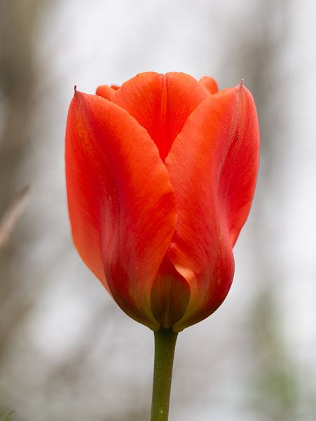 Tulip by Linda De graaf