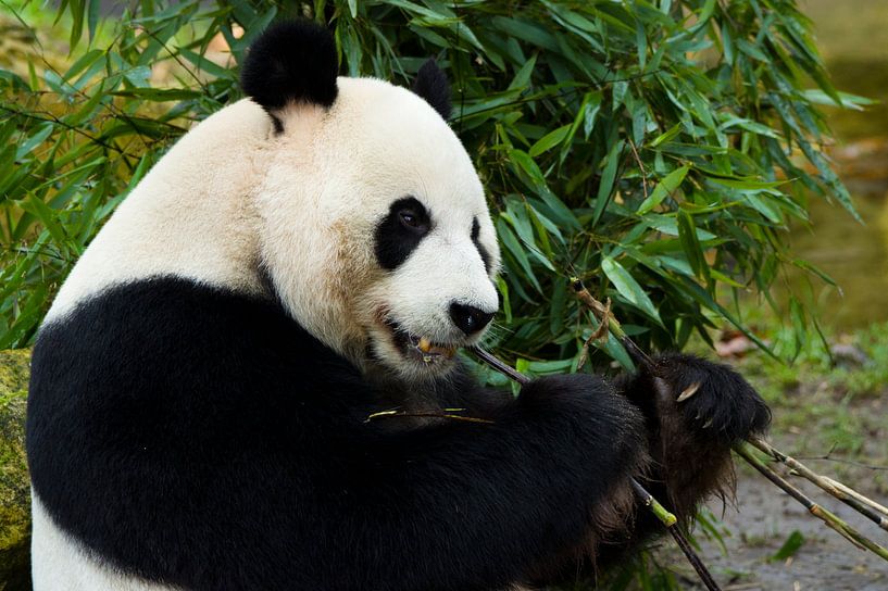 reuze panda aan het eten van Berdien van Drogen