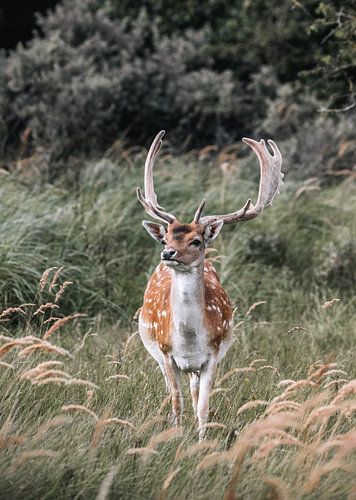 Fallow Deer