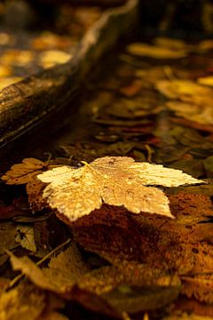 Swinning maple leaf van Stefan Heesch