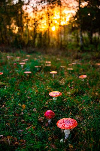 Fliegenpilze bei Sonnenaufgang