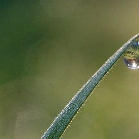 goutte d'eau sur un brin d'herbe sur Marcel Kolenbrander