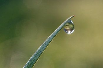 Wassertropfen auf einem Grashalm