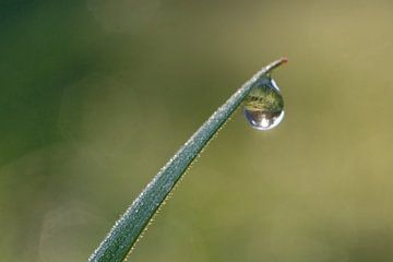 waterdruppel aan grasspriet van Marcel Kolenbrander