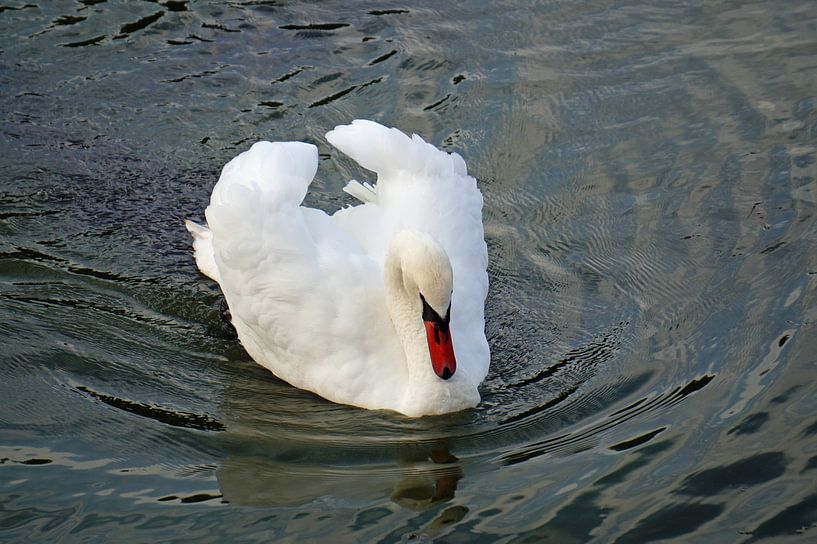proud swan by Babetts Bildergalerie