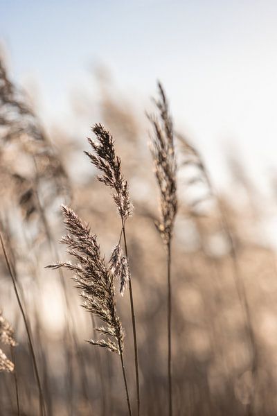 Three plumes by Marlot Bakker