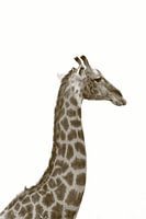 Long neck and head of giraffe in sepia color
