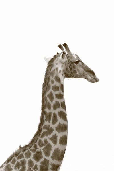 Long neck and head of giraffe in sepia color by Bobsphotography