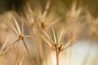 Alium, bloomed out 2