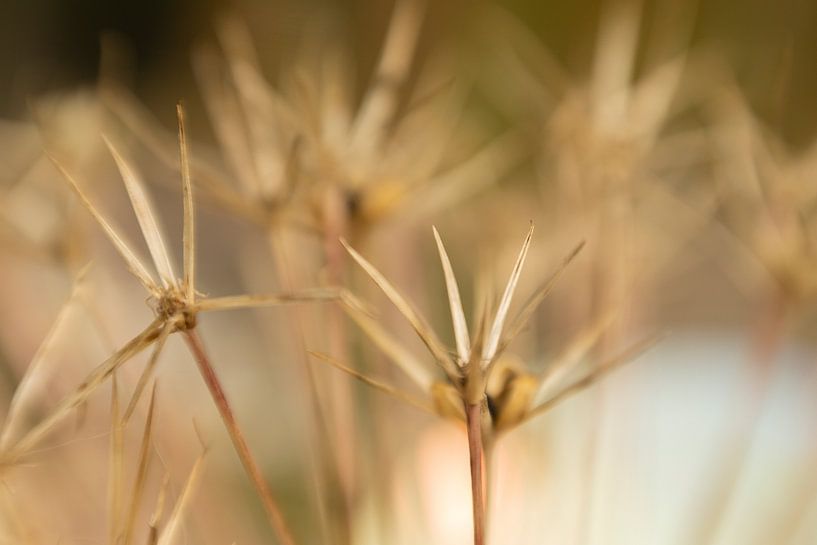 Alium, bloomed out 2 by Marjoleine Knappers
