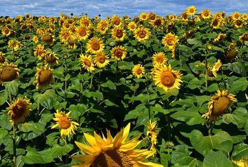 Een veld met bloeiende zonnebloemen van Claude Laprise