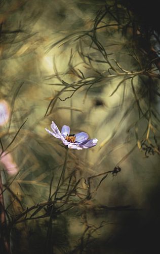 Bloemetje (dicht) bij ?