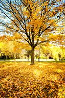 Herbstliche Farben