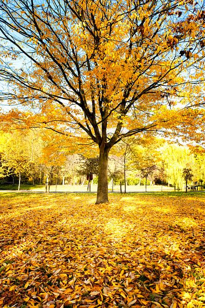 Couleurs d'automne par Stef Boey