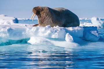 Walrus op IJsschots in Spitsbergen van Merijn Loch