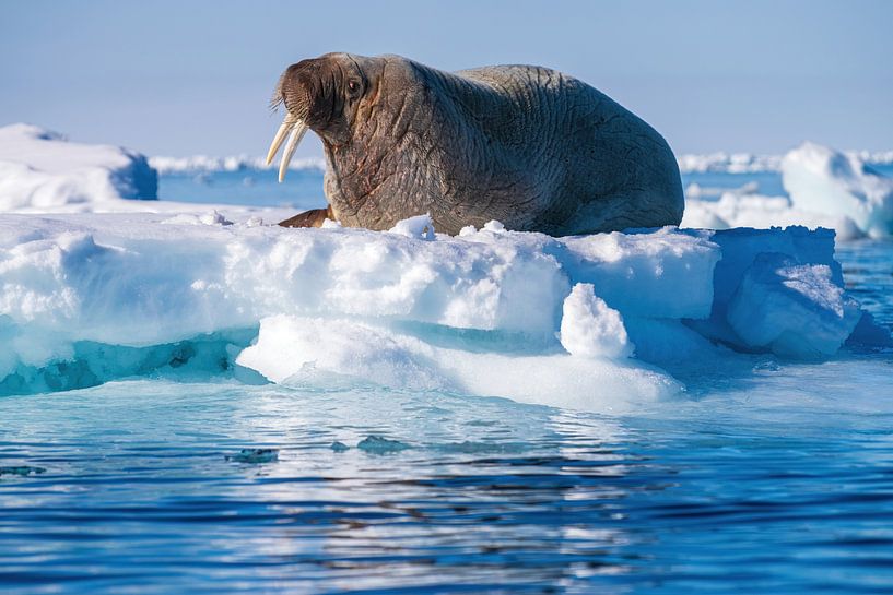 Walrus on ice floe in Spitsbergen by Merijn Loch
