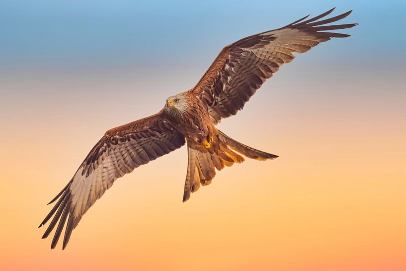 Red kite, Milvus milvus by Gert Hilbink