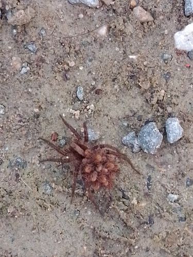 Wolf spider with young on its back