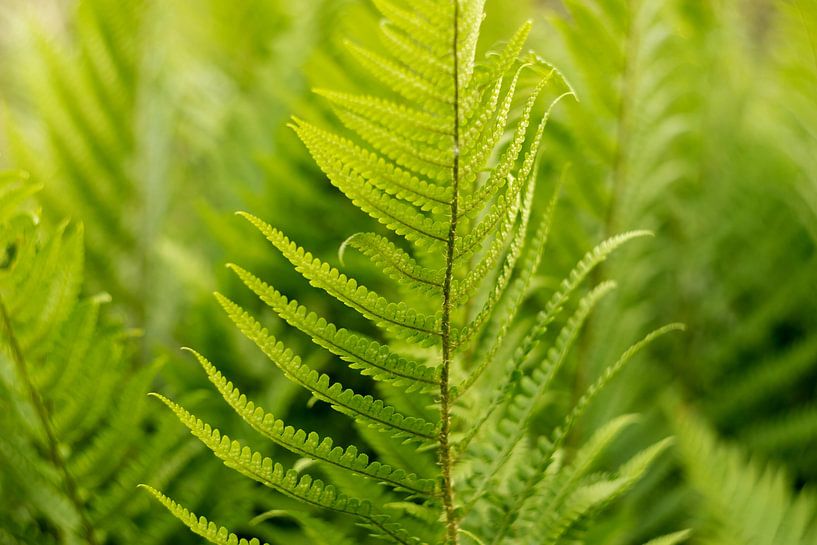 Bohemian style, green ferns, fine art photo with botanical art by Karijn | Fine art Natuur en Reis Fotografie