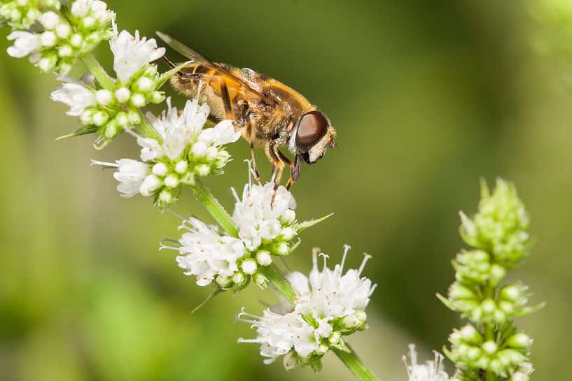 Macro van zweefvlieg op witte bloem by Henk van den Brink