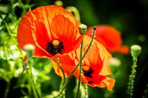 Blühender Klatschmohn
