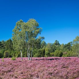 Heath landscape by Bo Valentino