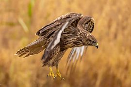 Mäusebussard (Buteo buteo)