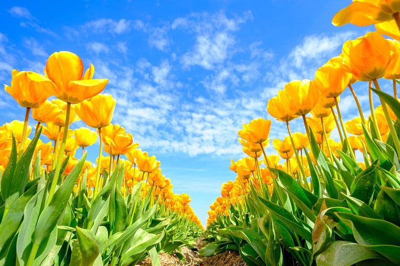Blühende Tulpen auf einem Feld an einem schönen Frühlingstag von Sjoerd van der Wal Fotografie