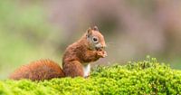 Lunch in een herfst setting! van Robert Kok thumbnail