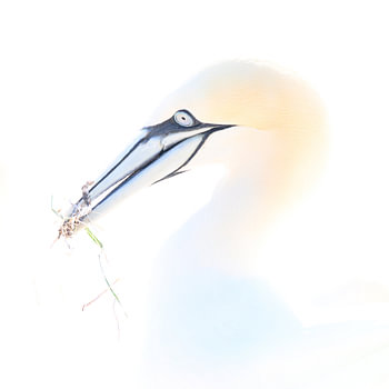 Jan van Gent with nesting material in high-key lighting