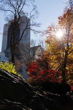 New York: Central Park von Shaquille Maarschalkerweerd