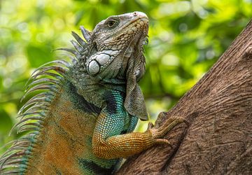 Imposant iguane sur une branche d'arbre sur Marcel van Balken