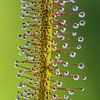 Fleischfresserei Cape Sundew von Joost Potma