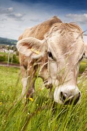 Grazing Swiss cow between blades of grass by Besa Art