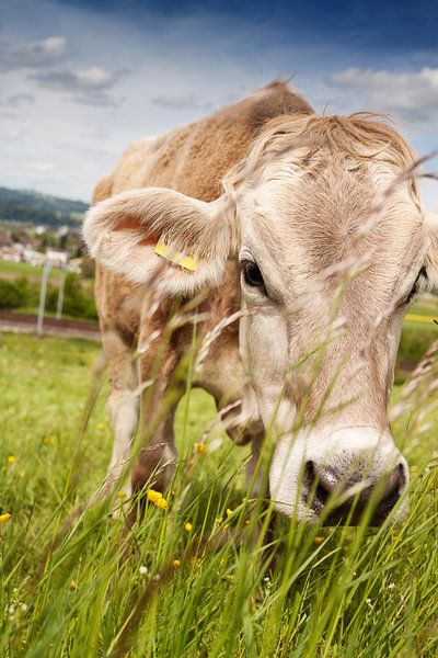 Grazing Swiss cow between blades of grass by Besa Art