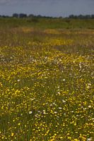 Veld van gele boterbloemen | Nederlandse natuur