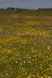 Field of yellow buttercups | Dutch nature by Kimberley Helmendag