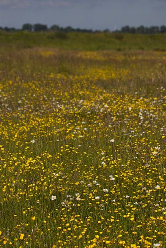 Field of yellow buttercups | Dutch nature