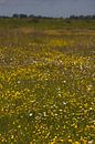 Field of yellow buttercups | Dutch nature by Kimberley Helmendag thumbnail
