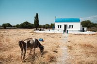 Greek Church in the middle of a meadow!