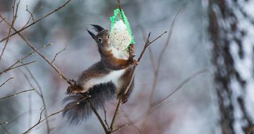 Squirrel wants food von Mark Zanderink