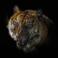 Le grognement du tigre