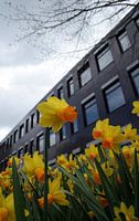 daffodil in bloom