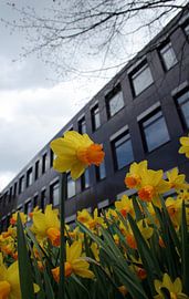 daffodil in bloom by Rick Nijman