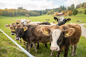 Les charmantes vaches de l'Allgäu et de l'Oberallgäu