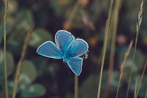 Blau in der Natur