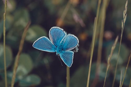 Blauw in de natuur