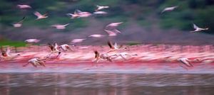 Flamingos in der Dämmerung., David Hua von 1x