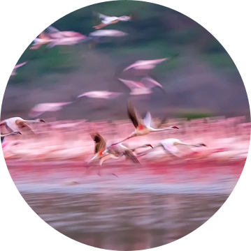 Flamingo's in Dawn, David Hua van 1x